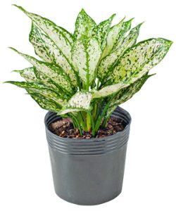 Dịch Vụ Vận Chuyển Cây Ngọc Ngân – An Giang Logistics: Lá Trắng Tinh Khôi, Kết Nối Tình Thân