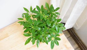 Dịch Vụ Vận Chuyển Cây Ngũ Gia Bì – An Giang Logistics: Đuổi Muỗi Trừ Tà, Không Gian Tươi Mát