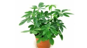 Dịch Vụ Vận Chuyển Cây Ngũ Gia Bì – An Giang Logistics: Đuổi Muỗi Trừ Tà, Không Gian Tươi Mát