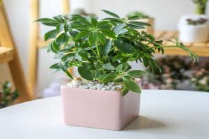 Dịch Vụ Vận Chuyển Cây Ngũ Gia Bì – An Giang Logistics: Đuổi Muỗi Trừ Tà, Không Gian Tươi Mát