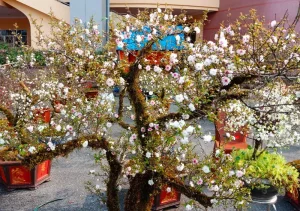 Dịch Vụ Vận Chuyển Nhất Chi Mai – An Giang Logistics: Sắc Trắng Tinh Khôi, Vận Chuyển Tận Tâm