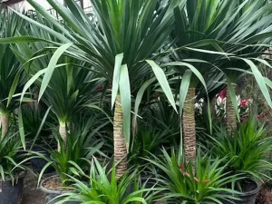 Dịch Vụ Vận Chuyển Phát Tài Núi – An Giang Logistics: Khởi Đầu Đại Lộc, Vận Chuyển Vững Vàng