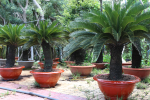 Dịch Vụ Vận Chuyển Thiên Tuế – An Giang Logistics: Uy Nghi Ngàn Năm, Vận Chuyển Đẳng Cấp