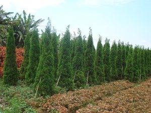 Dịch Vụ Vận Chuyển Tùng Kim (Tùng Tháp) – An Giang Logistics: Dáng Đứng Uy Nghi, Trường Tồn Vĩnh Cửu