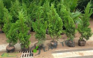 Dịch Vụ Vận Chuyển Tùng Kim (Tùng Tháp) – An Giang Logistics: Dáng Đứng Uy Nghi, Trường Tồn Vĩnh Cửu