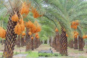 Vận Chuyển Cây Chà Là – An Giang Logistics: Tán Xòe Sang Trọng, Nâng Tầm Đẳng Cấp Dự Án