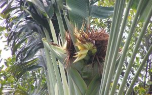 Dịch Vụ Vận Chuyển Chuối Rẻ Quạt – An Giang Logistics: Tán Xòe Đón Lộc, Thịnh Vượng Công Trình