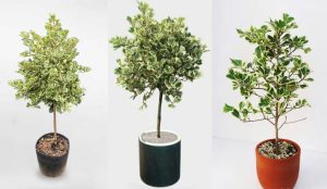 Dịch Vụ Vận Chuyển Đa Tam Phúc – An Giang Logistics: Tam Phúc Vào Nhà, Tài Lộc Nở Hoa