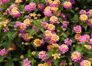 Dịch Vụ Vận Chuyển Hoa Ngũ Sắc (Trâm Ôi) – An Giang Logistics: Đa Sắc Rực Rỡ, Vận Chuyển Vẹn Toàn