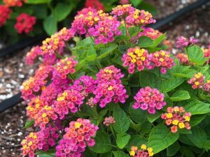 Dịch Vụ Vận Chuyển Hoa Ngũ Sắc (Trâm Ôi) – An Giang Logistics: Đa Sắc Rực Rỡ, Vận Chuyển Vẹn Toàn