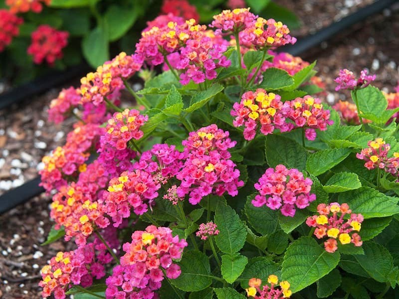 Dịch Vụ Vận Chuyển Hoa Ngũ Sắc (Trâm Ôi) – An Giang Logistics: Đa Sắc Rực Rỡ, Vận Chuyển Vẹn Toàn