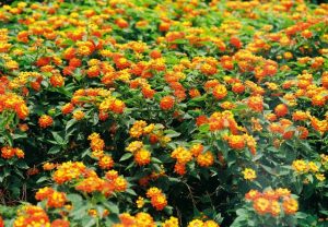 Dịch Vụ Vận Chuyển Hoa Ngũ Sắc (Trâm Ôi) – An Giang Logistics: Đa Sắc Rực Rỡ, Vận Chuyển Vẹn Toàn