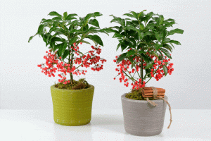 Dịch Vụ Vận Chuyển Kim Ngân Lượng – An Giang Logistics: Đỏ Rực May Mắn, Tài Lộc Vẹn Toàn