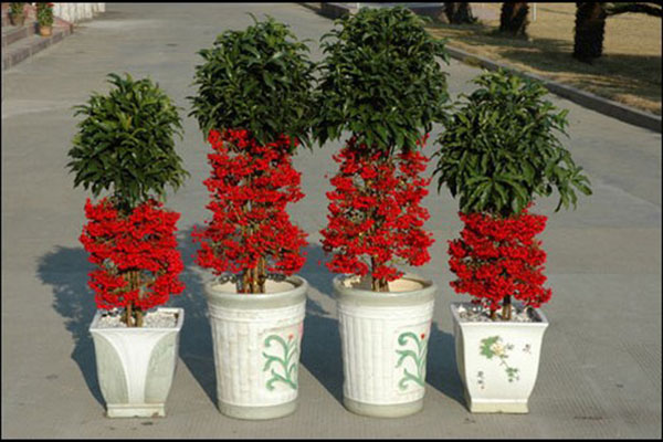 Dịch Vụ Vận Chuyển Kim Ngân Lượng – An Giang Logistics: Đỏ Rực May Mắn, Tài Lộc Vẹn Toàn