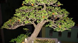 Dịch Vụ Vận Chuyển Kim Quýt Bonsai – An Giang Logistics: Cổ Thụ Thu Nhỏ, Vận Chuyển Tinh Hoa