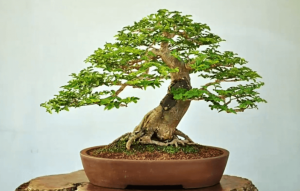 Dịch Vụ Vận Chuyển Kim Quýt Bonsai – An Giang Logistics: Cổ Thụ Thu Nhỏ, Vận Chuyển Tinh Hoa