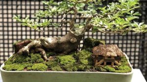 Dịch Vụ Vận Chuyển Kim Quýt Bonsai – An Giang Logistics: Cổ Thụ Thu Nhỏ, Vận Chuyển Tinh Hoa