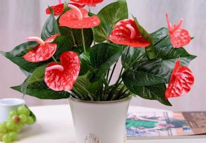 Dịch Vụ Vận Chuyển Lan Ý & Hồng Môn – An Giang Logistics