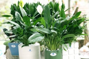 Dịch Vụ Vận Chuyển Lan Ý & Hồng Môn – An Giang Logistics: Hoa Thắm Lá Xanh, Rước Hanh Thông Về Nhà