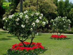 Vận Chuyển Sứ Đại – An Giang Logistics: Thân Gỗ Uy Nghi, Vận Chuyển Vẹn Toàn