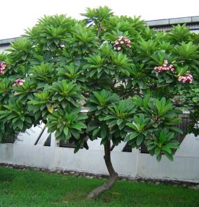 Vận Chuyển Sứ Đại – An Giang Logistics: Thân Gỗ Uy Nghi, Vận Chuyển Vẹn Toàn