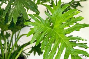 Dịch Vụ Vận Chuyển Trầu Bà Thanh Xuân – An Giang Logistics: Sắc Xanh Quyền Quý, Vận Chuyển Tận Tâm