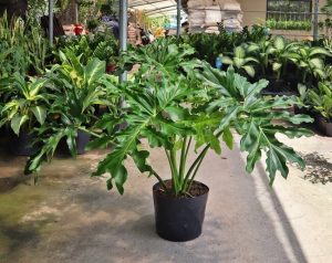 Dịch Vụ Vận Chuyển Trầu Bà Thanh Xuân – An Giang Logistics: Sắc Xanh Quyền Quý, Vận Chuyển Tận Tâm