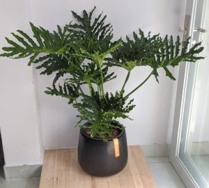 Dịch Vụ Vận Chuyển Trầu Bà Thanh Xuân – An Giang Logistics: Sắc Xanh Quyền Quý, Vận Chuyển Tận Tâm