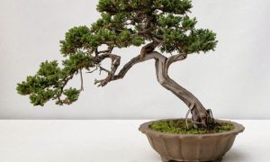 Dịch Vụ Vận Chuyển Tùng Bồng Lai & Tùng Tuyết – An Giang Logistics: Kiểng Quý Để Bàn, Bình An Vạn Dặm