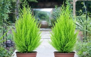 Dịch Vụ Vận Chuyển Tùng Bồng Lai & Tùng Tuyết – An Giang Logistics: Kiểng Quý Để Bàn, Bình An Vạn Dặm