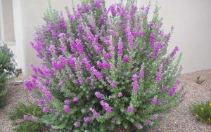 Dịch Vụ Vận Chuyển Tuyết Sơn Phi Hồng – An Giang Logistics: Sắc Tím Kiêu Sa, Vận Chuyển Nhẹ Nhàng