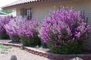 Dịch Vụ Vận Chuyển Tuyết Sơn Phi Hồng – An Giang Logistics: Sắc Tím Kiêu Sa, Vận Chuyển Nhẹ Nhàng