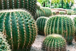 Dịch Vụ Vận Chuyển Xương Rồng & Sen Đá Cổ Thụ – An Giang Logistics: Gai Góc Uy Nghi, Vẹn Nguyên Dáng Thế