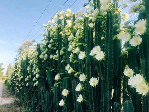 Dịch Vụ Vận Chuyển Xương Rồng Trụ – An Giang Logistics: Gai Góc Kiên Cường, Vận Chuyển Tận Tâm