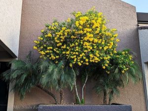 Dịch Vụ Vận Chuyển Cây Chuông Vàng – An Giang Logistics: Sắc Vàng Rực Rỡ, Vận Chuyển An Tâm.