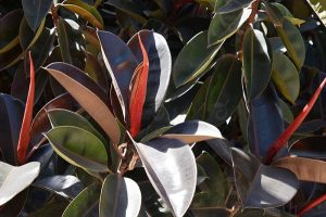 Dịch Vụ Vận Chuyển Đa Búp Đỏ – An Giang Logistics: Sắc Đỏ Uy Nghi, Vận May Gõ Cửa