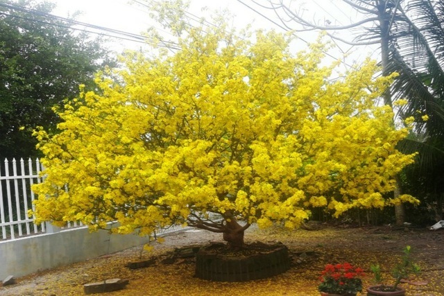 Vận Chuyển Mai Vàng Kiểng – An Giang Logistics: Giữ Nụ Vẹn Nguyên, Đón Tết Bình An