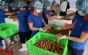 Hạn chế va đập khi thu hái