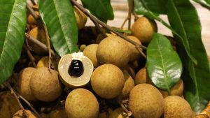 Mùa Nhãn Đến – Nhu Cầu Vận Chuyển Tăng Cao Trên Toàn Quốc